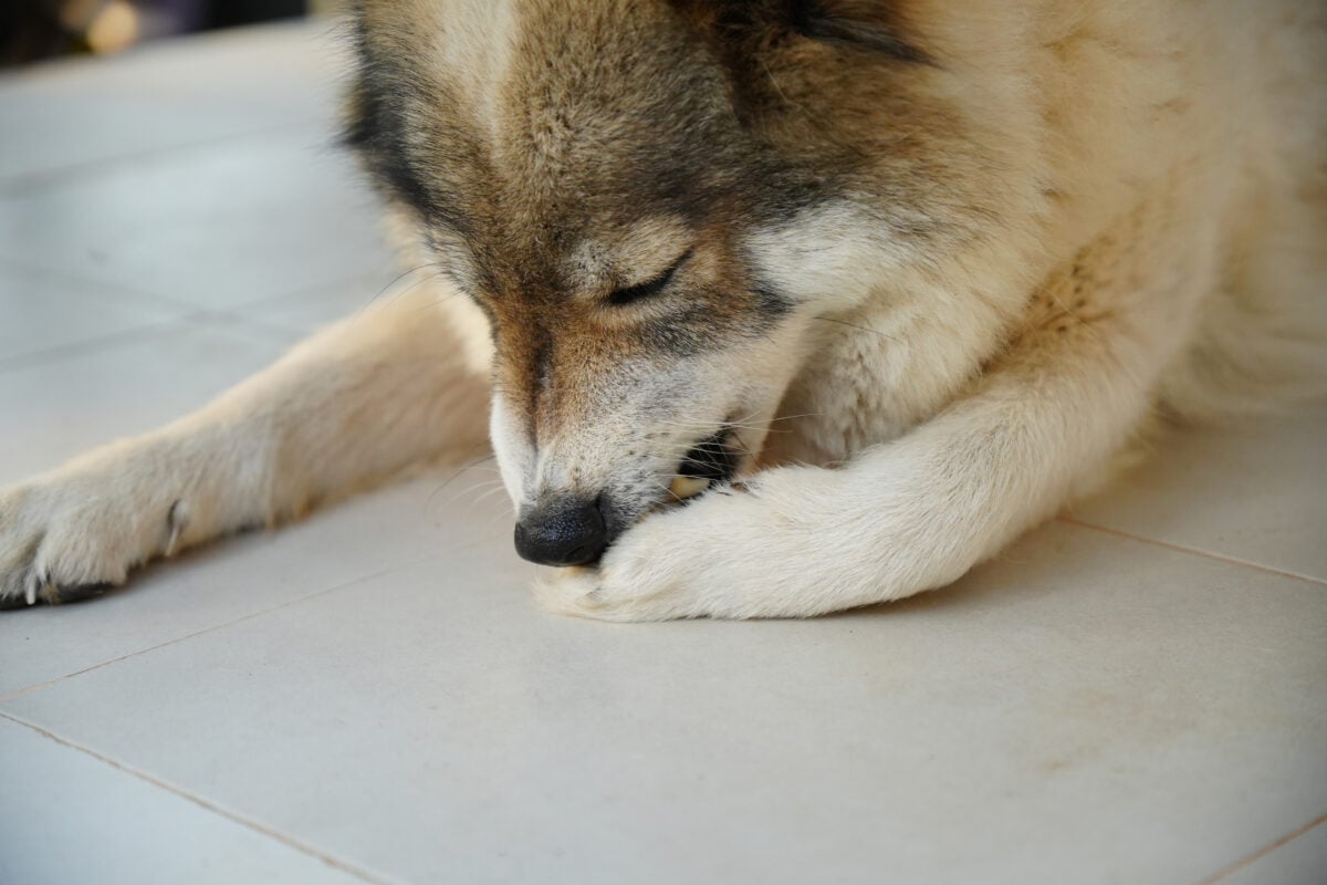 Dog gnawing on front paw.