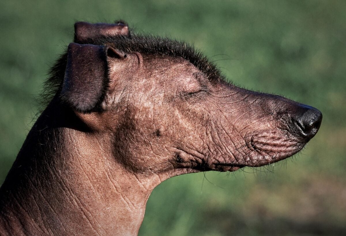 Hairless Khala dog.