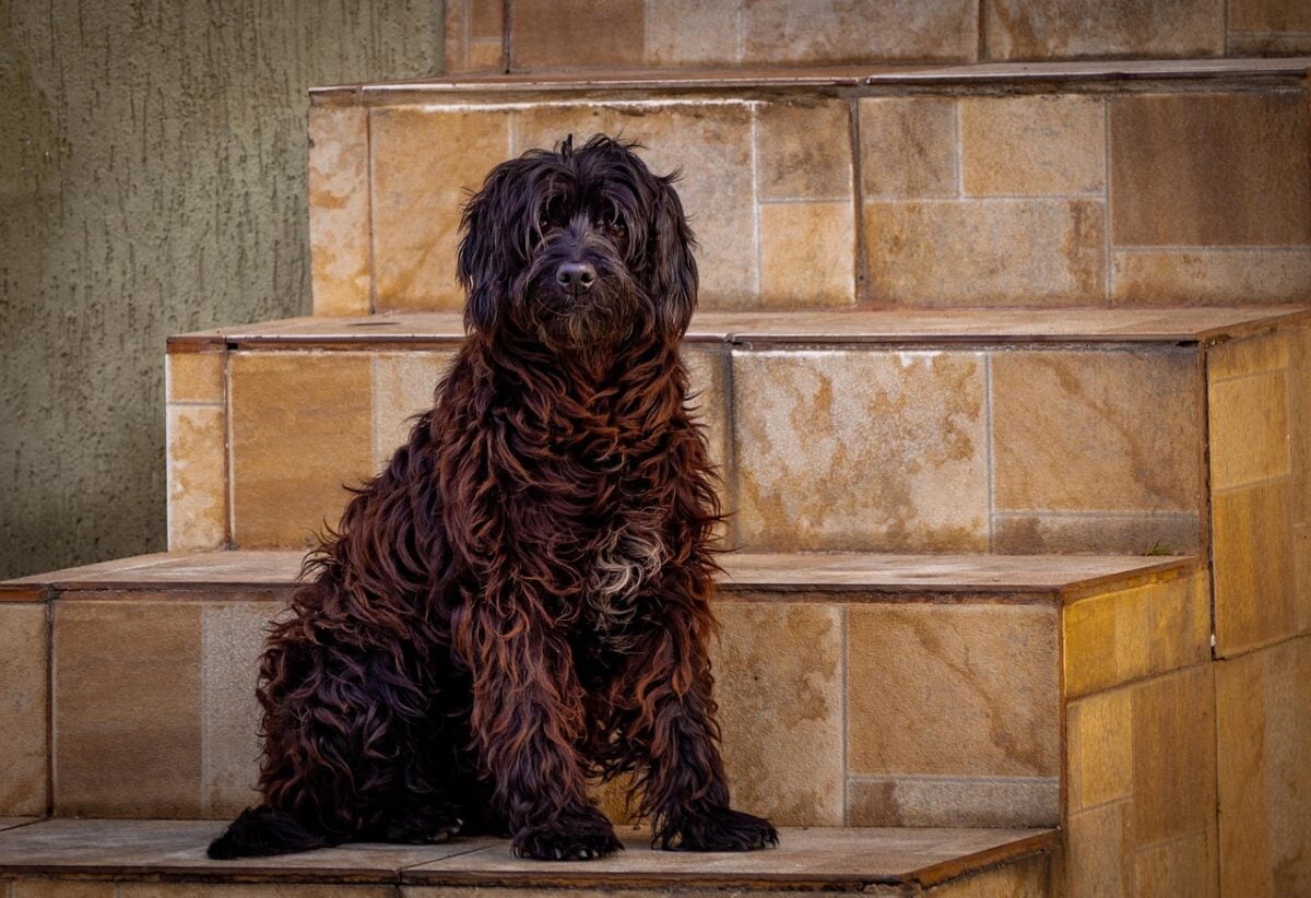Large, fluffy brown dog outside on wooden stairs. 