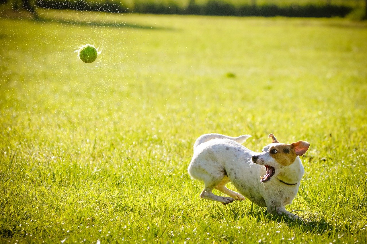 A small dog with an open mouth ready to catch a ball that's in mid-air.