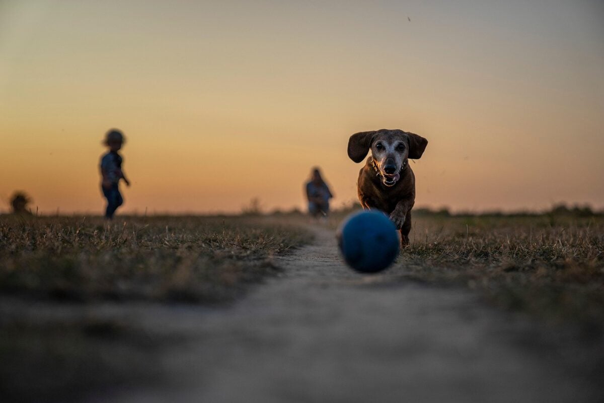 Small dog running after a ball thrown by owner in setting sun.