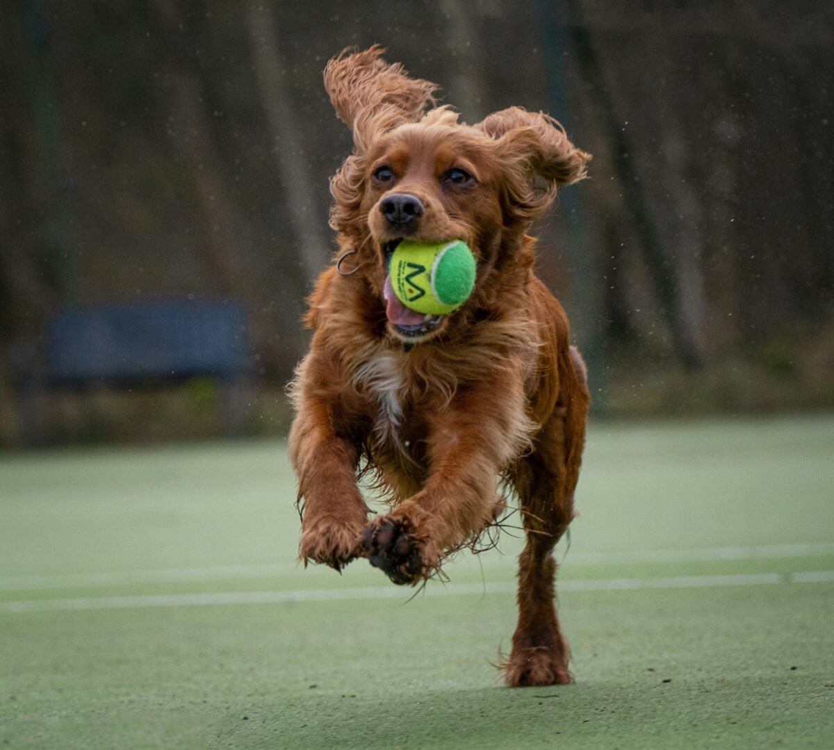 A Spaniel running with a tennis ball in its mouth at a tennis court.