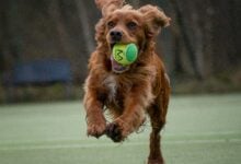 A Spaniel running with a tennis ball in its mouth at a tennis court.