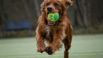 A Spaniel running with a tennis ball in its mouth at a tennis court.