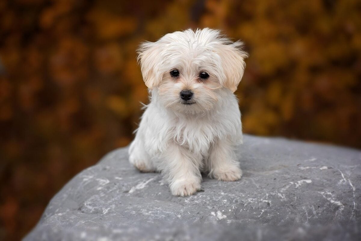A Maltese puppy sitting on a rock outdoors. 