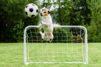 4 Best Dog-Proof Soccer Balls For Dogs Of All Sizes (13 Tested