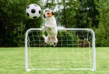 Funny dog flying in amusing pose catching football soccer ball and saving goal.