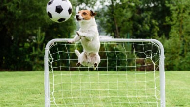 Funny dog flying in amusing pose catching football soccer ball and saving goal.