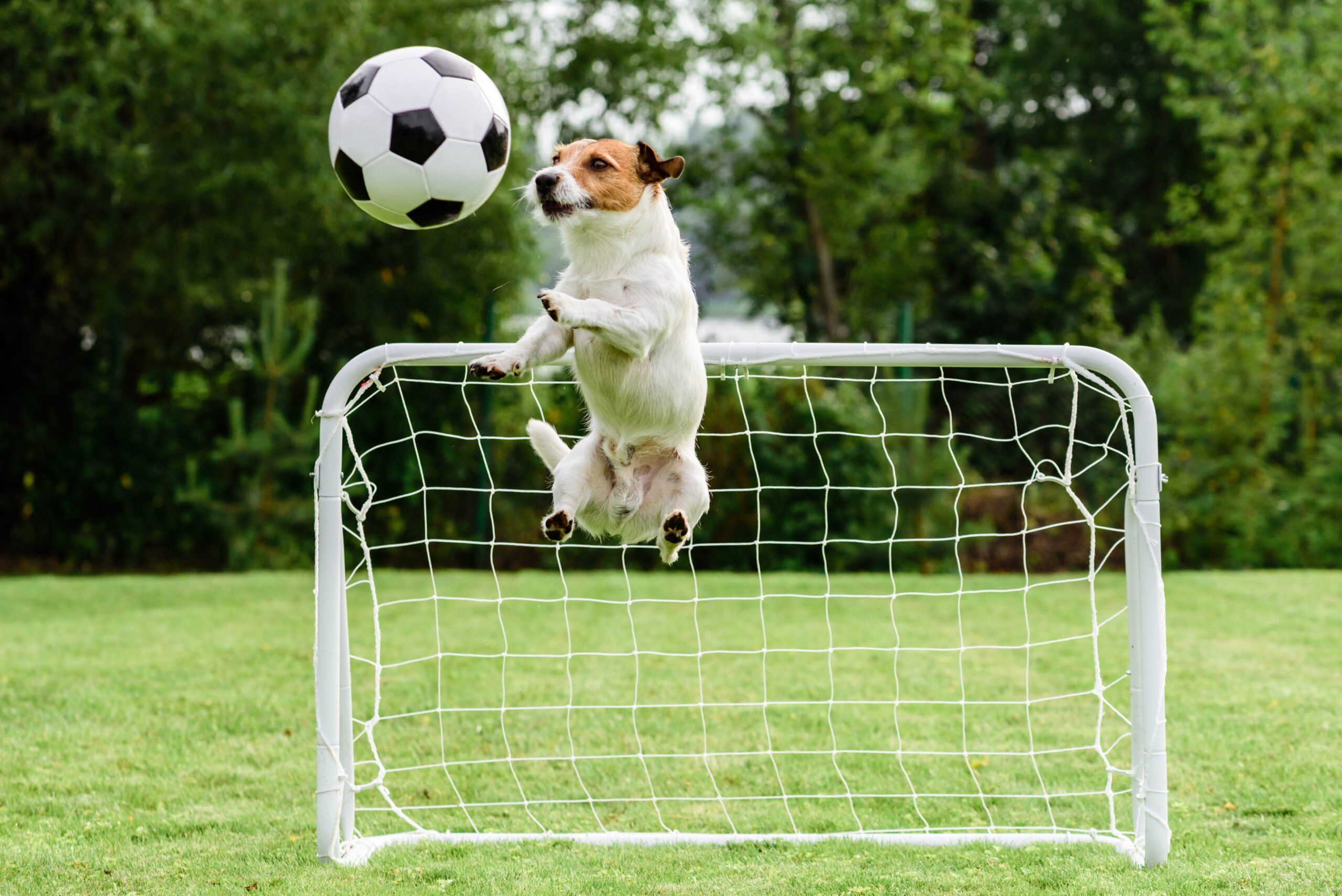 Funny dog flying in amusing pose catching football soccer ball and saving goal.