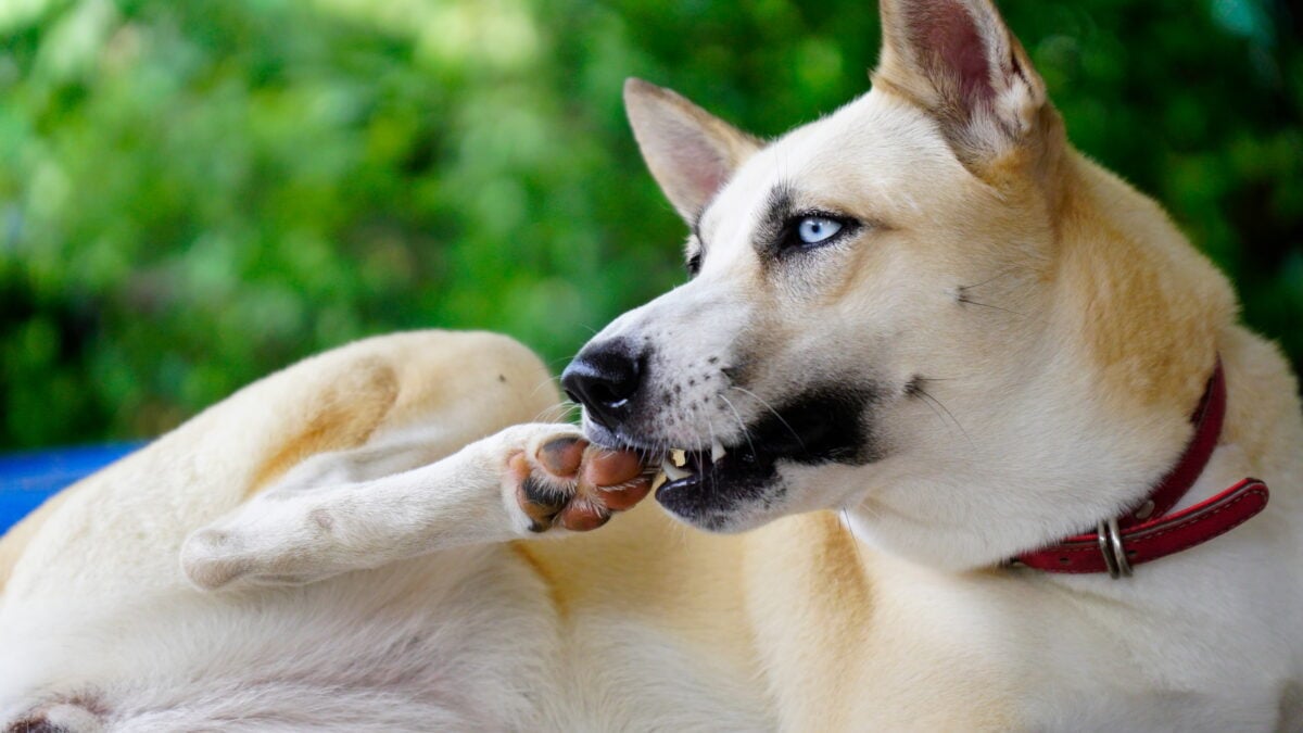 Dog gnawing, biting back toe nails.