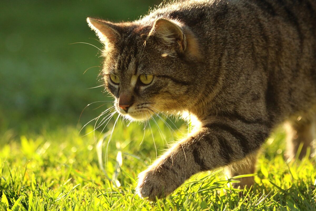 Cat hunting outside. 
