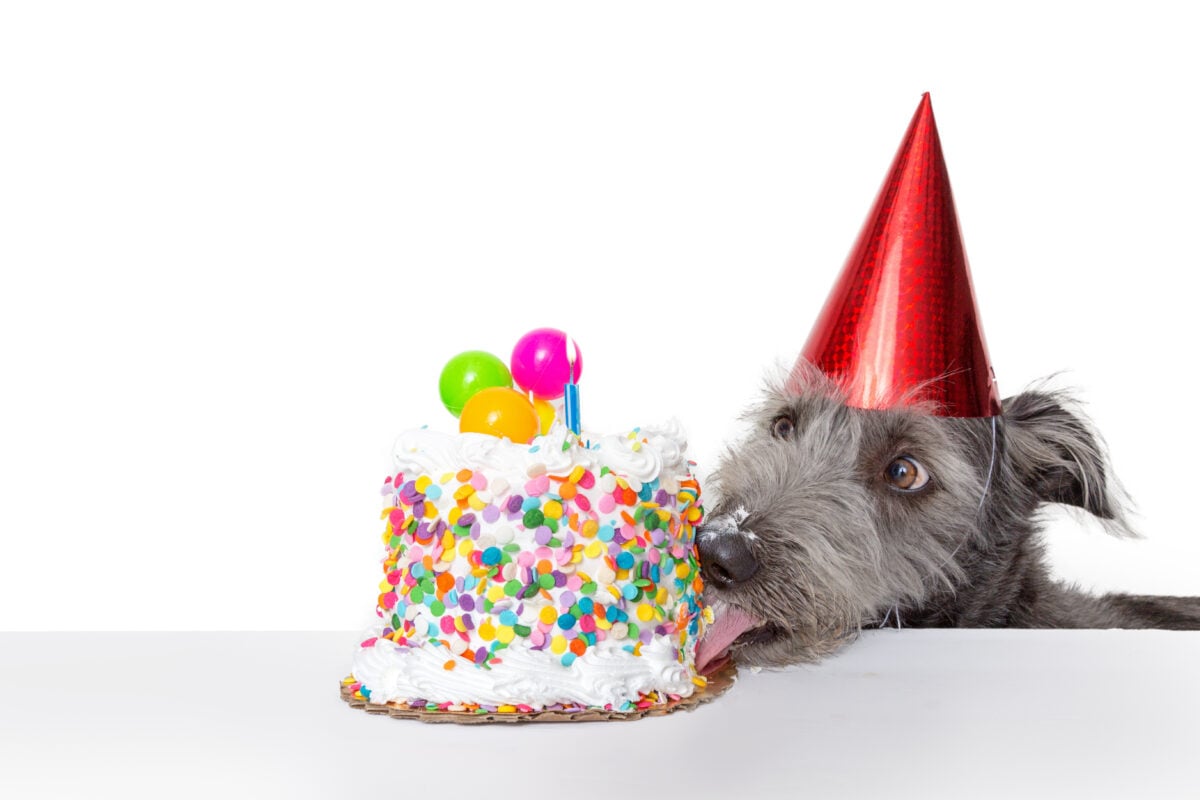 Gray dog with red party hat on licking a decorated birthday cake. 