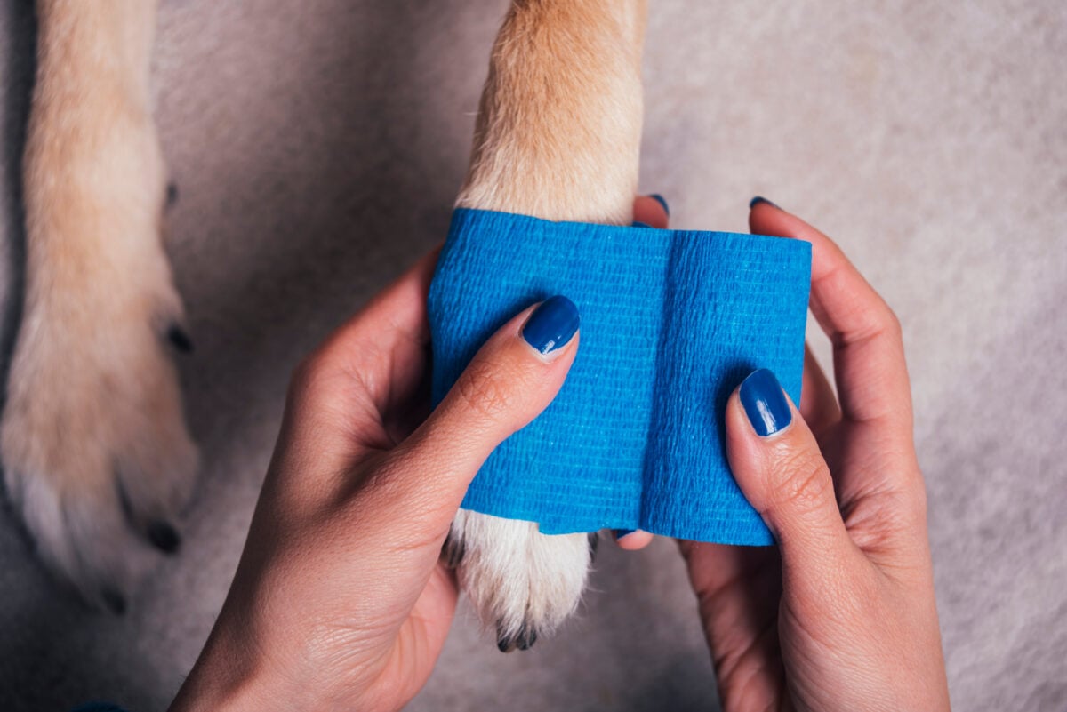 Girl putting blue bandage on injured dog paw.