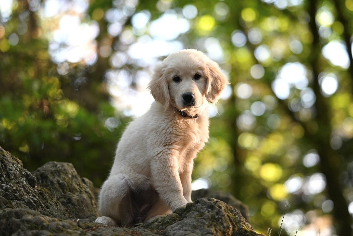 Golden Retriever puppy sitting on large rocks under tree cover.