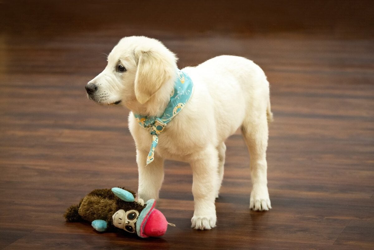 Golden Retriever puppy stading next to monkey toy while wearing bandana around neck.