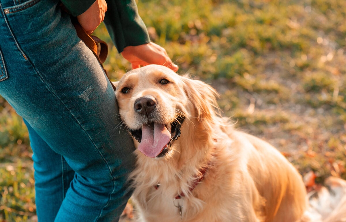 Closeup of a smiling Golden Retriever leaning against its owner who's petting its head.