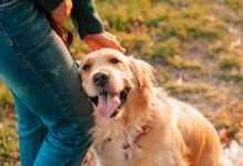 Closeup of a smiling Golden Retriever leaning against its owner who's petting its head.