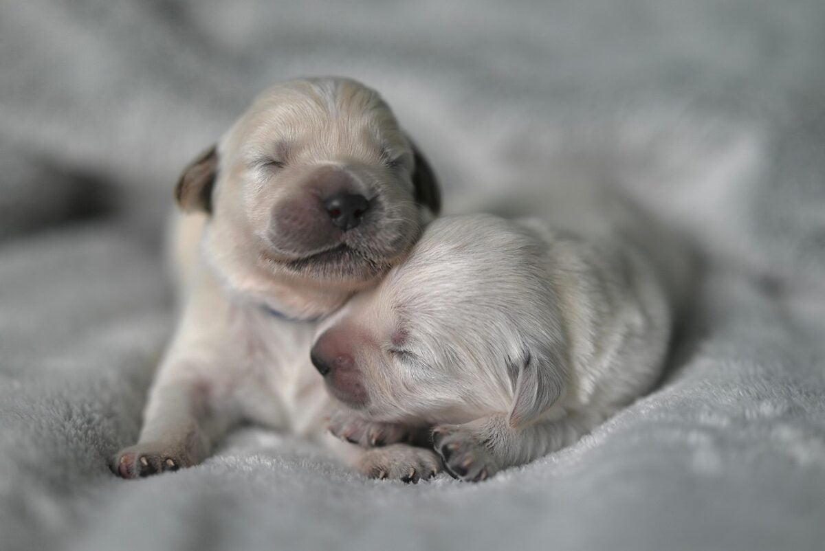 Two newborn Golden Retriever puppies.