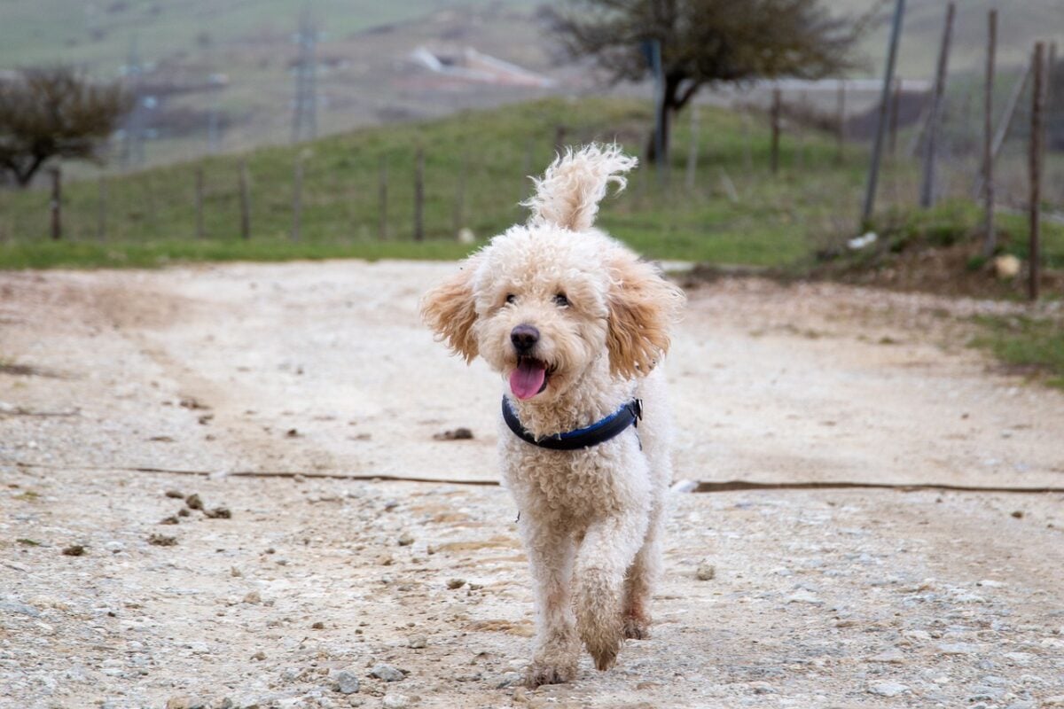 Goldendoodle dog running on gravel path.