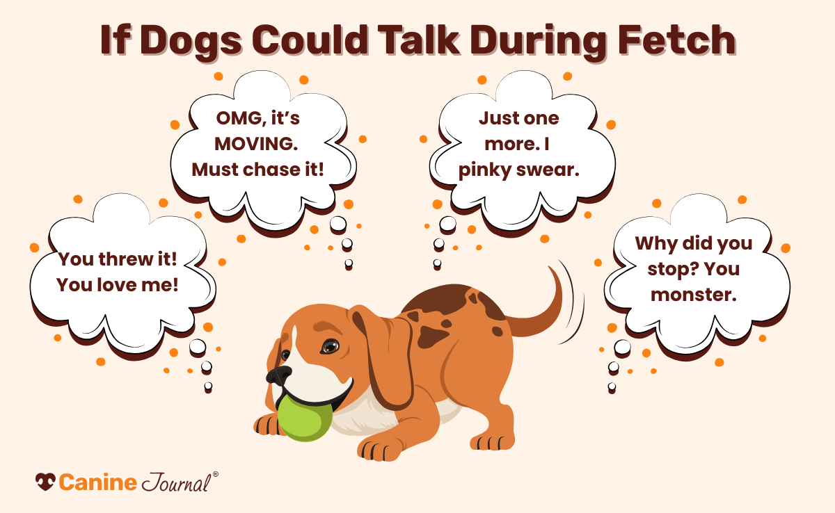 If dogs could talk during fetch graphic.