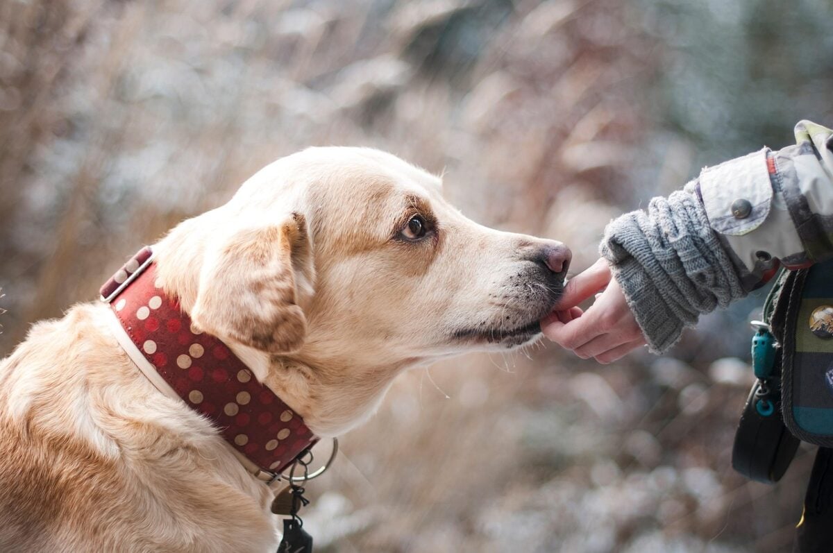 Labrador sniffing a person's hand.