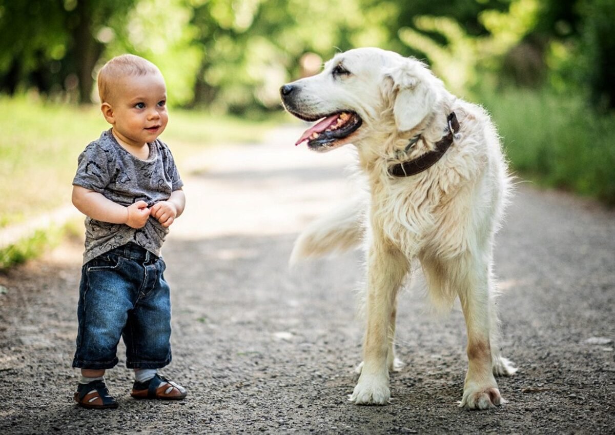 A toddler standing next to a smiling Labrador outside.