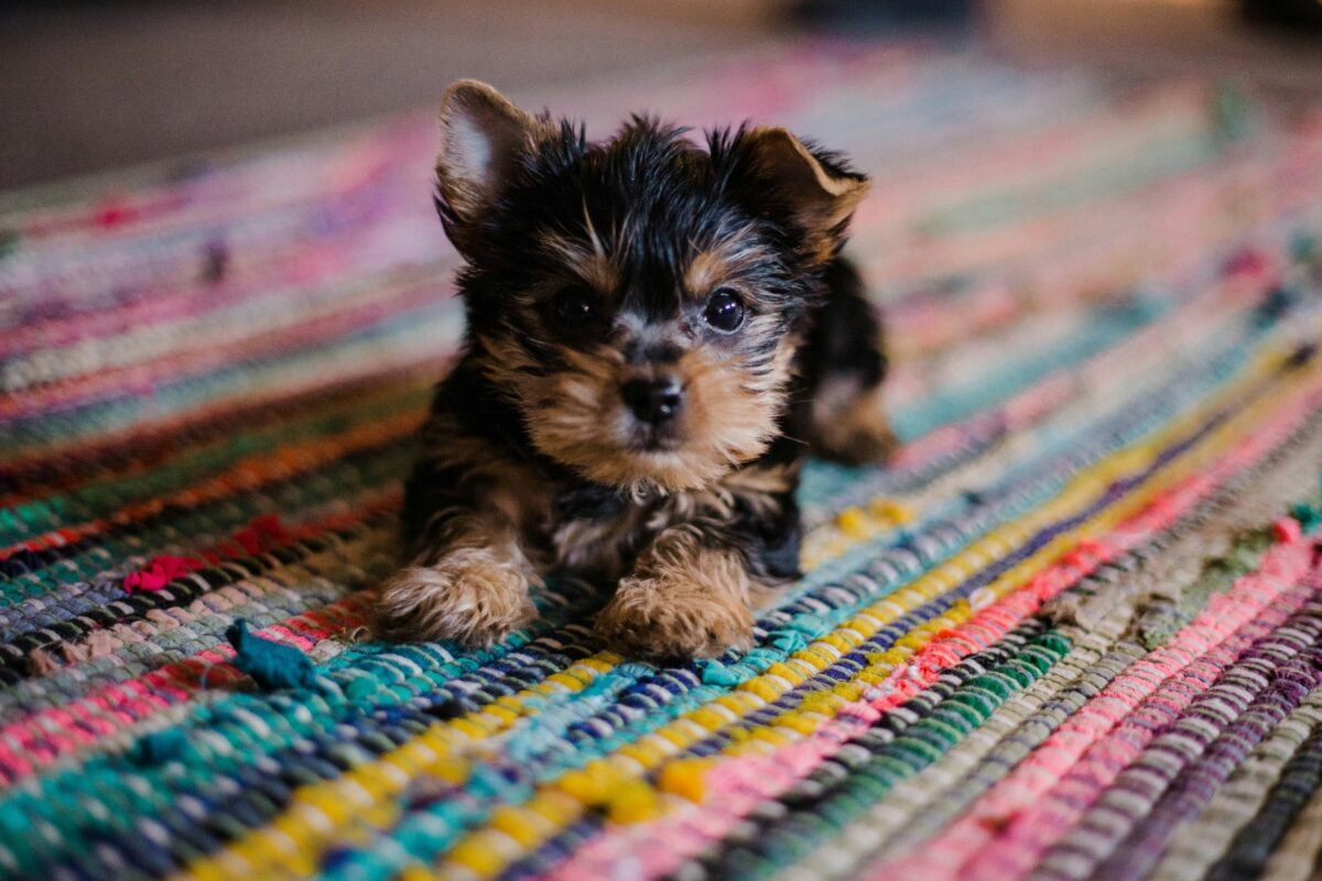 Tiny puppy lying on multicolor rug.