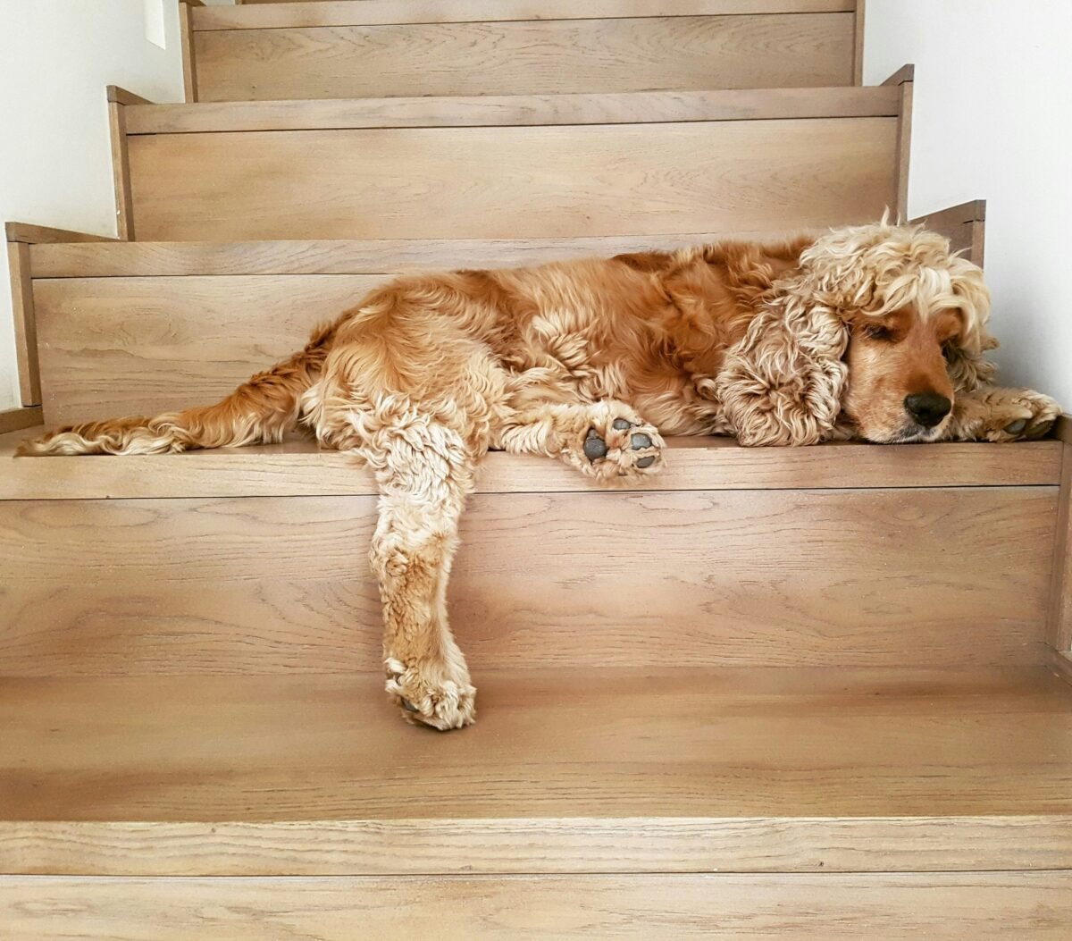 Small, sandy colored dog with curly hair laying on a set of hardwood stairs. 