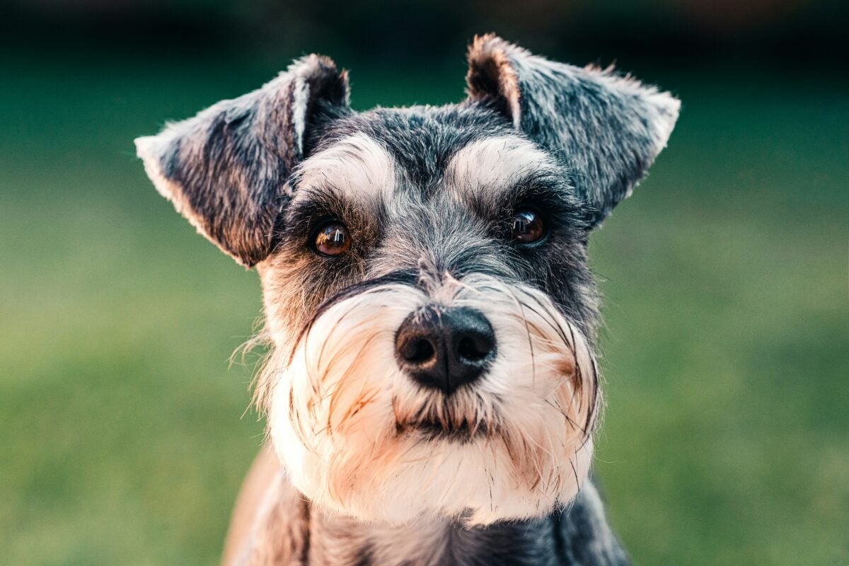 Close up of Miniature Schnauzer face looking into the camera.