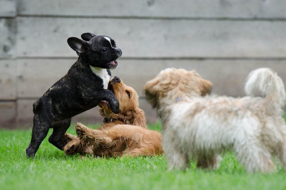 Puppies and young dogs playing in the grass.