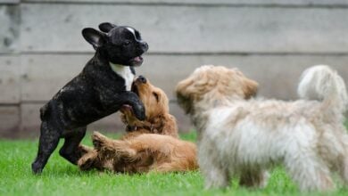 Puppies and young dogs playing in the grass.