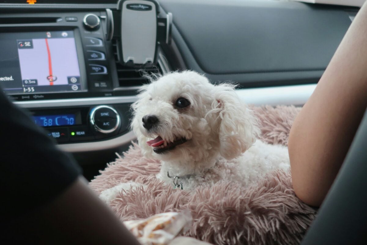 A white puppy riding on someone's lap in a car. 