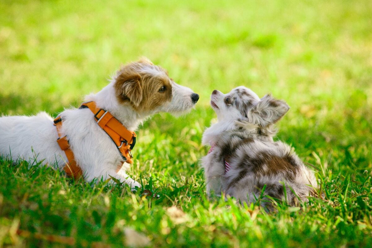 Puppy meeting an adult dog in a yard.