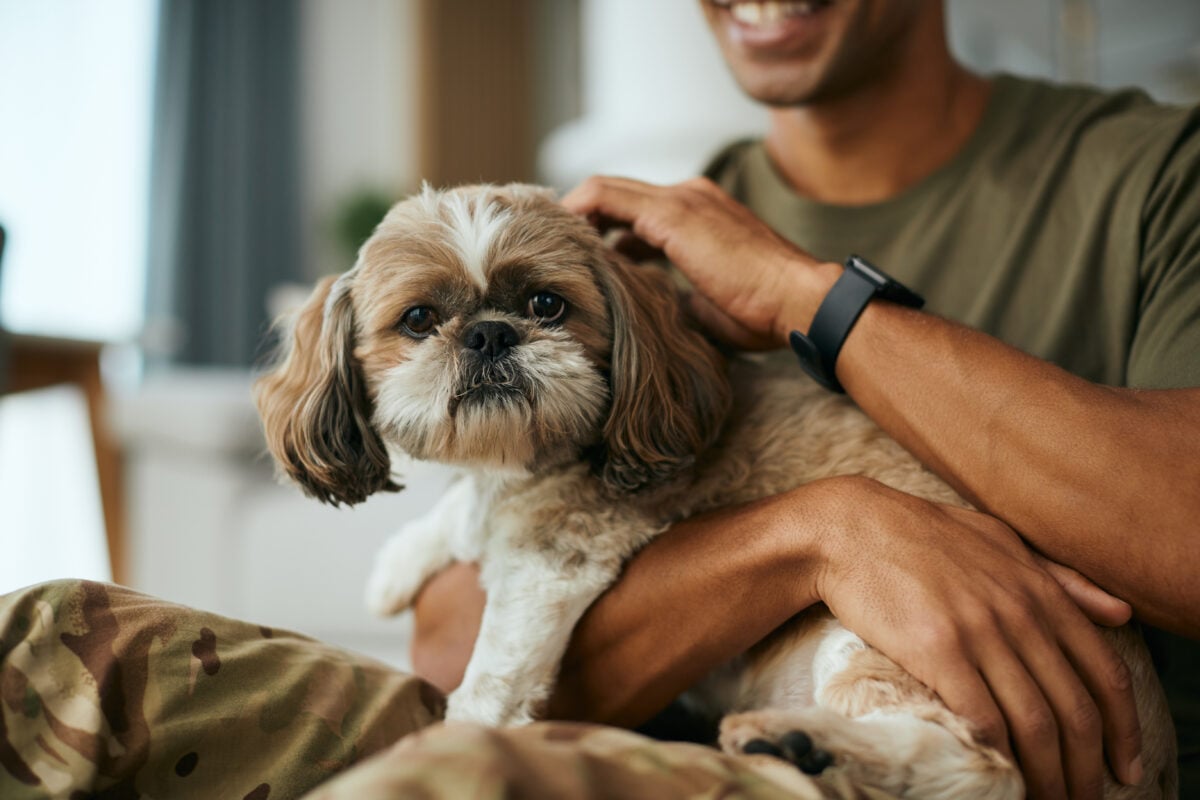Cute Shih Tzu dog sitting on owner's lap being pet. 