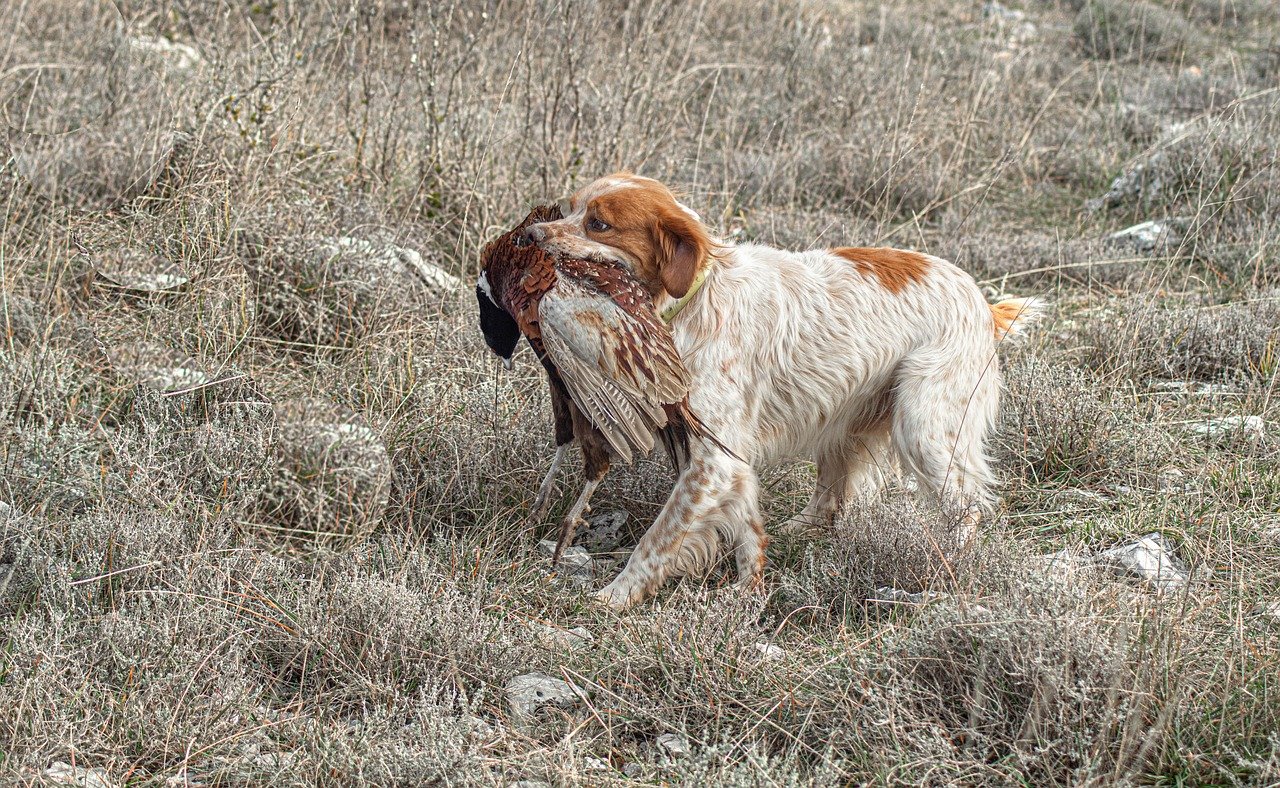 dog, animal, spaniel, pet, hunting dog, game, feathers