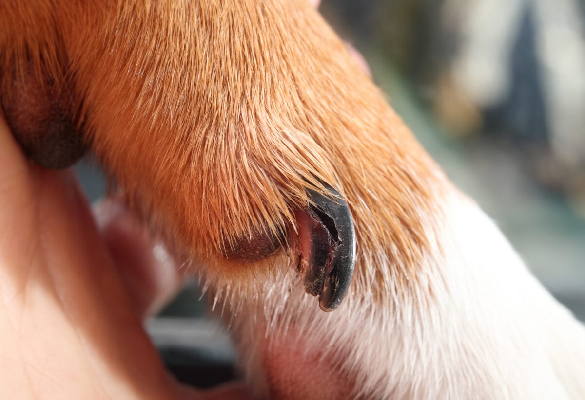 Split, broken dew claw on dog paw.