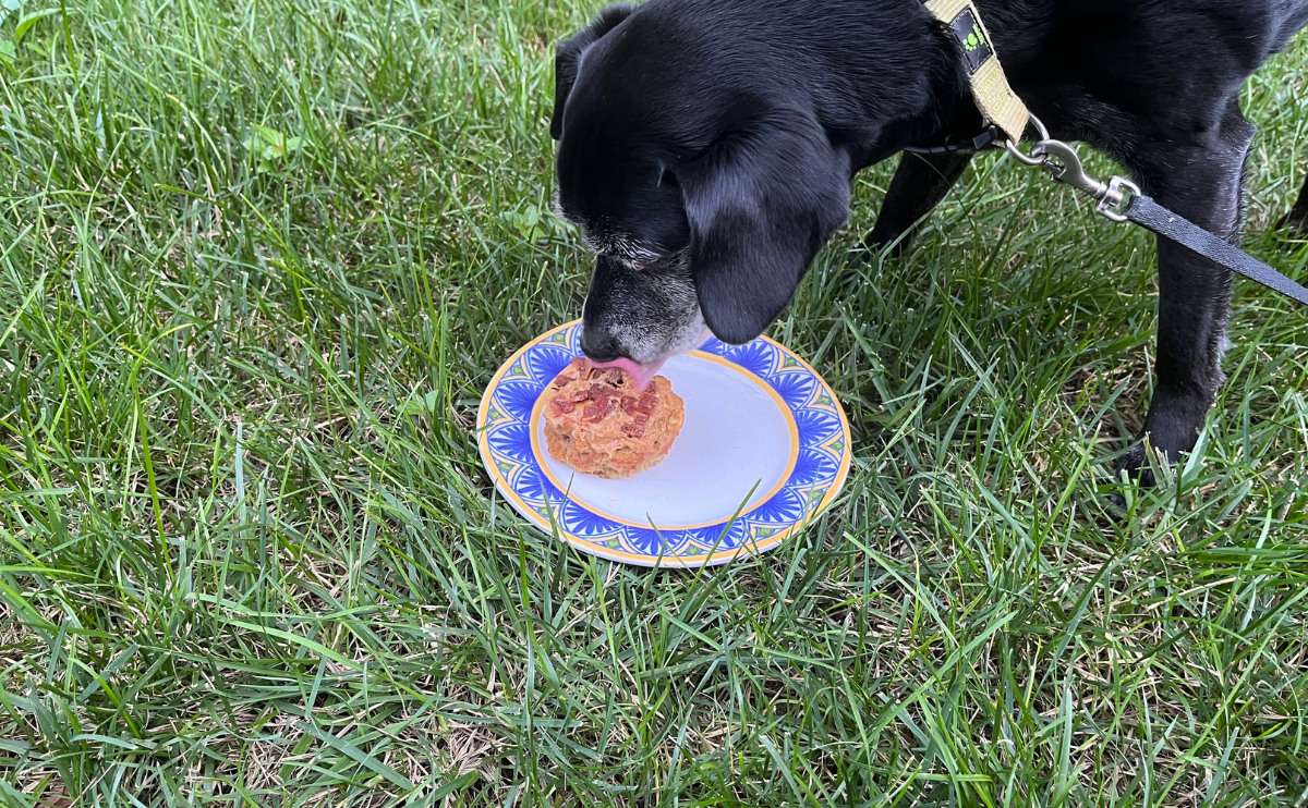 Black dog eating homemade birthday cake on a plate in the grass. 