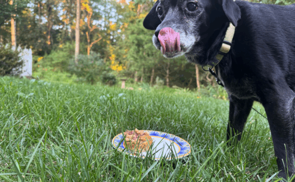 Tiny, my black dog, licking his lips over his birthday cake. 