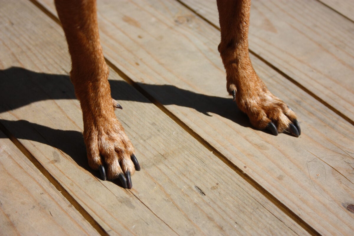 Two brown paws of a little dog with long black nails.