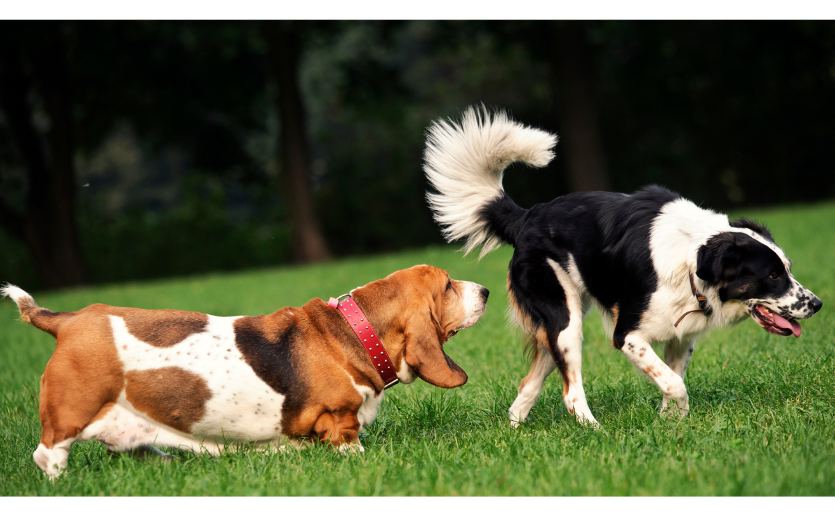 Two dogs interacting with one turning away.