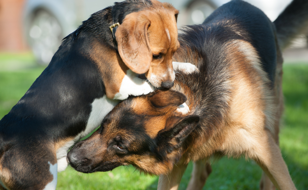 Two dogs using touch to communicate with each other.