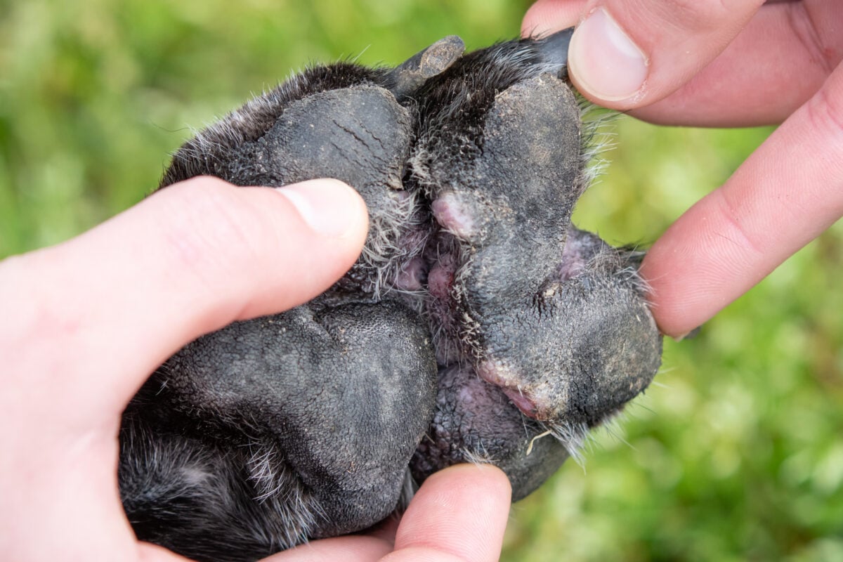 Underside of paw with canine atropic dermatitis caused by allergy.