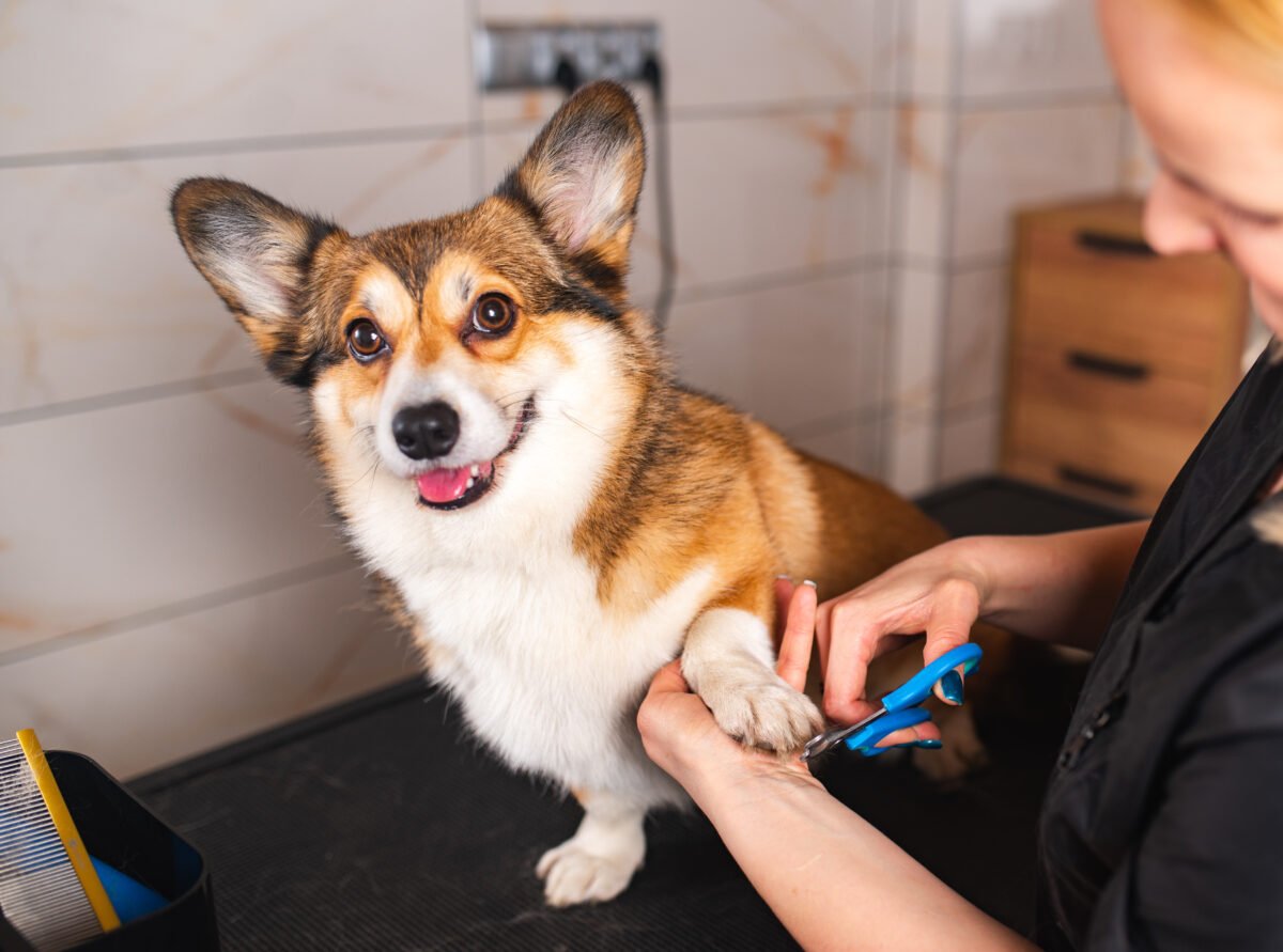 Welsh corgi Pembroke dog having nails clipped.