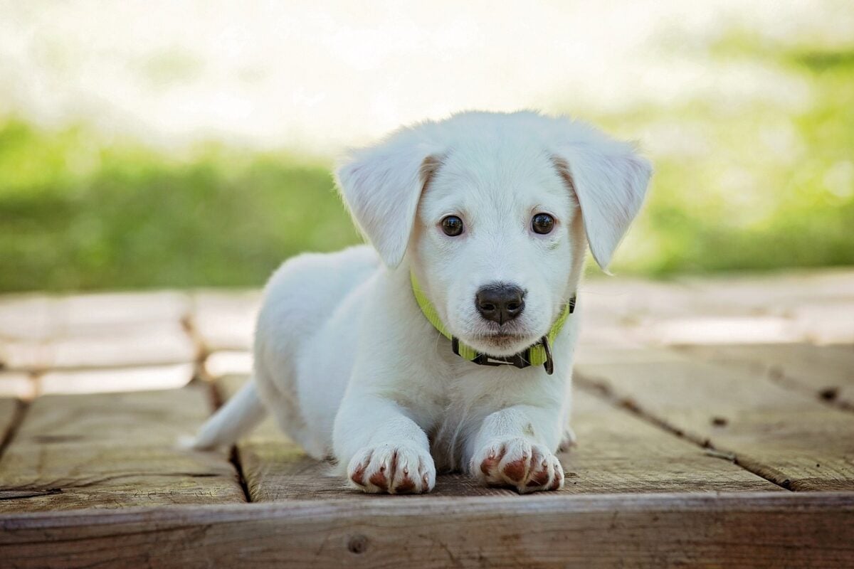 A white young puppy sitting on a sidewalk looking at the camera.