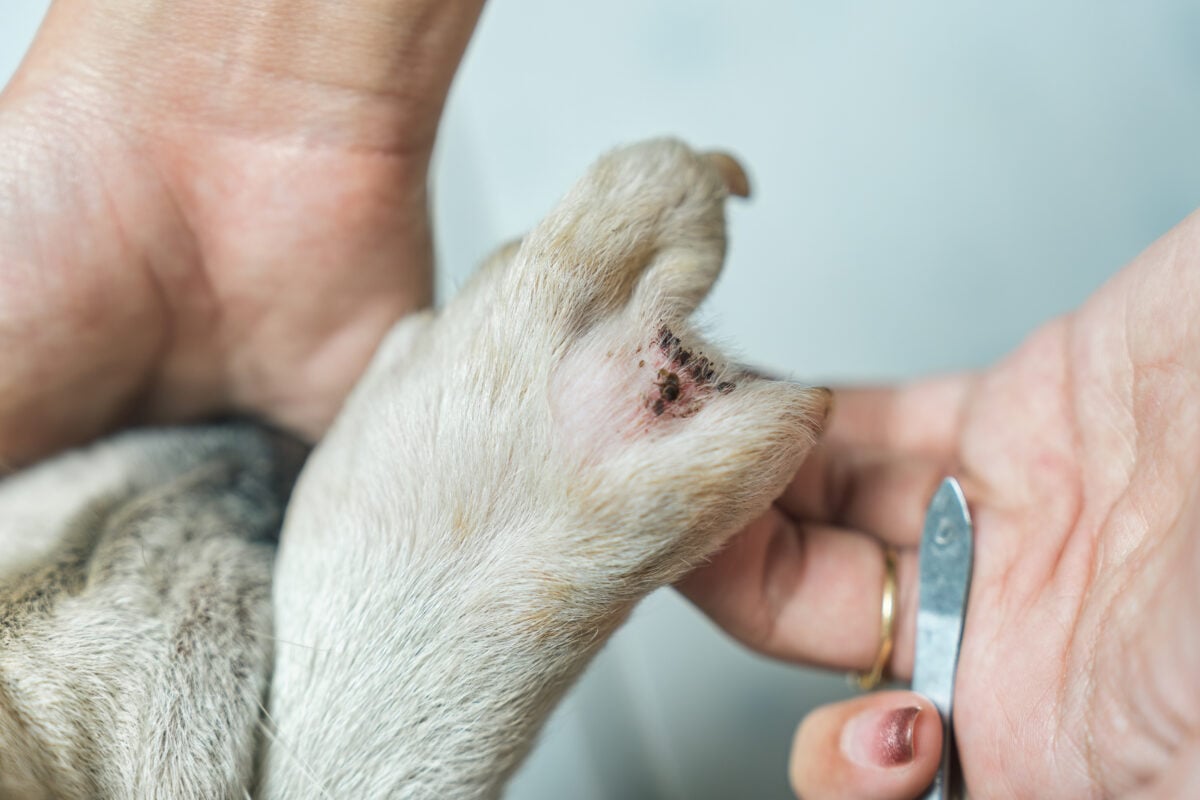 Woman picking a tick sucking blood on dog's paw.