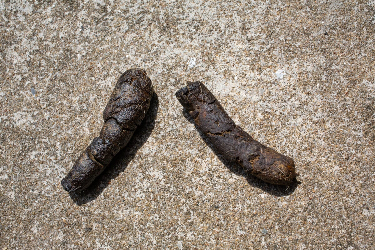 Two fresh black dog poops with hair on concrete floor background.