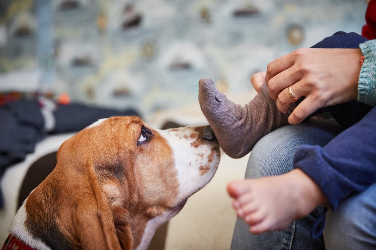A dog sniffs child's foot while mother puts on child's socks on their feet.