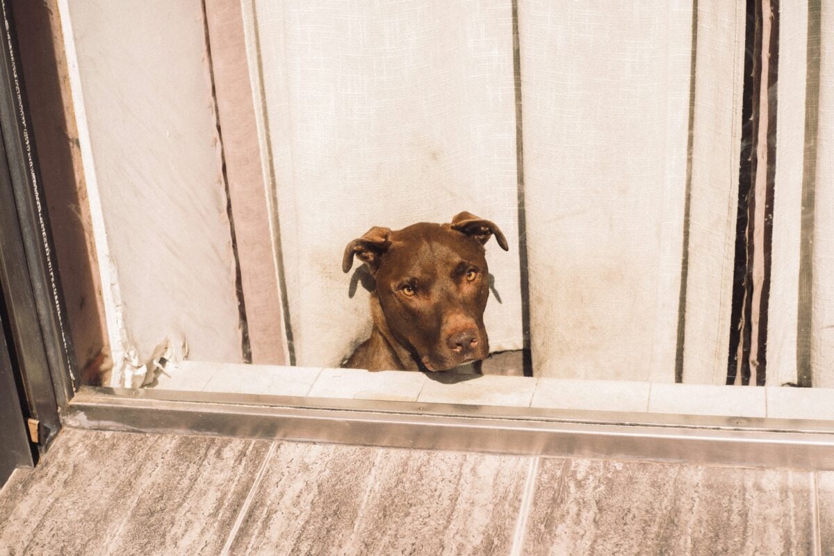 A dog left home alone with it's head poking through a broken wall.