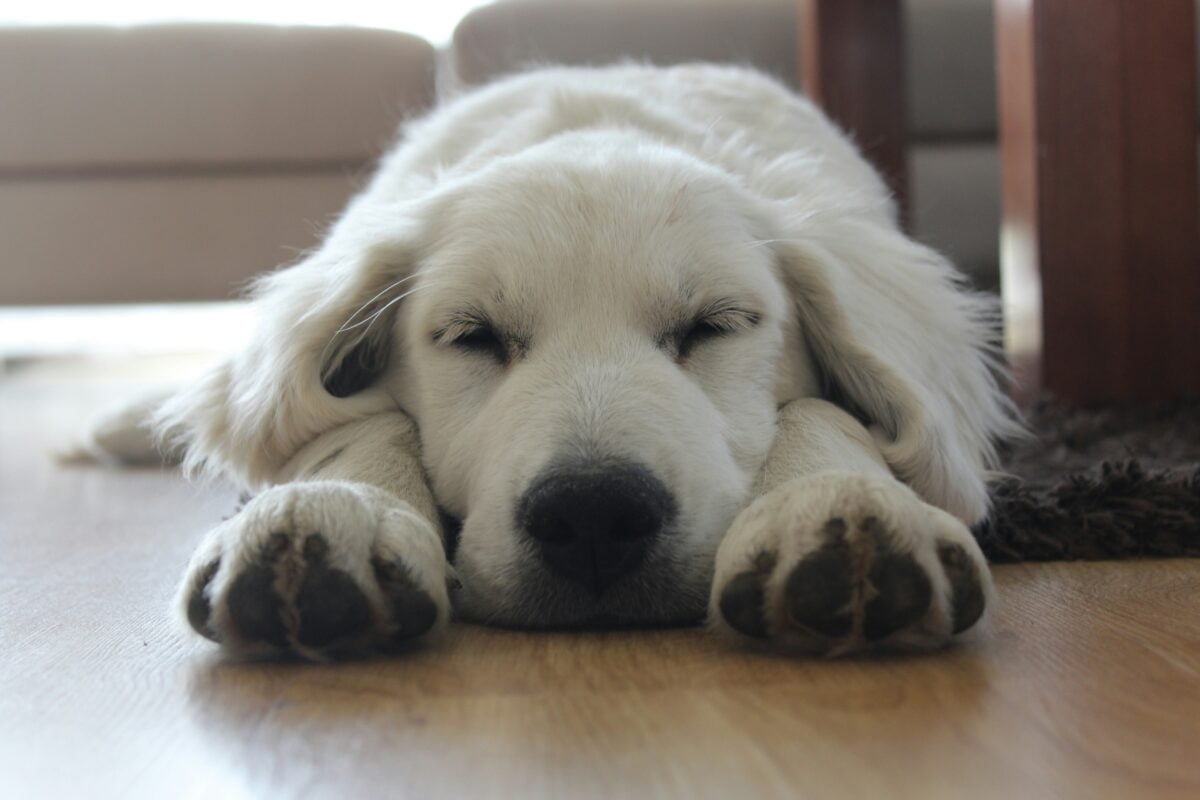 White fluffy dog asleep on a hardwood floor.