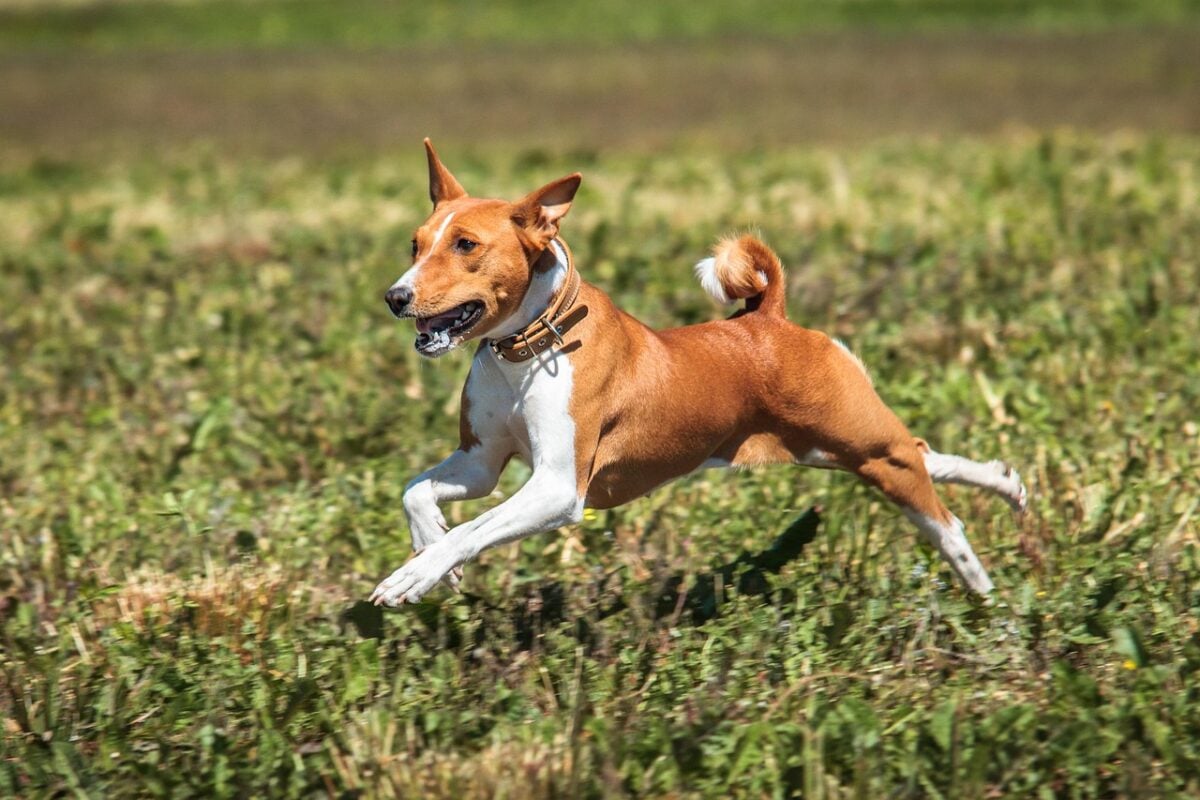 Basenji dog running in a field.